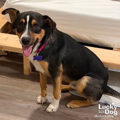 MAARAN - Shepherd / Beagle available for adoption