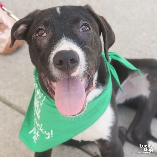 BONJO - Labrador Retriever available for adoption