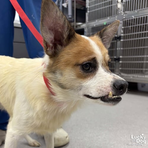 ENZO - Shetland Sheepdog Sheltie / Corgi available for adoption