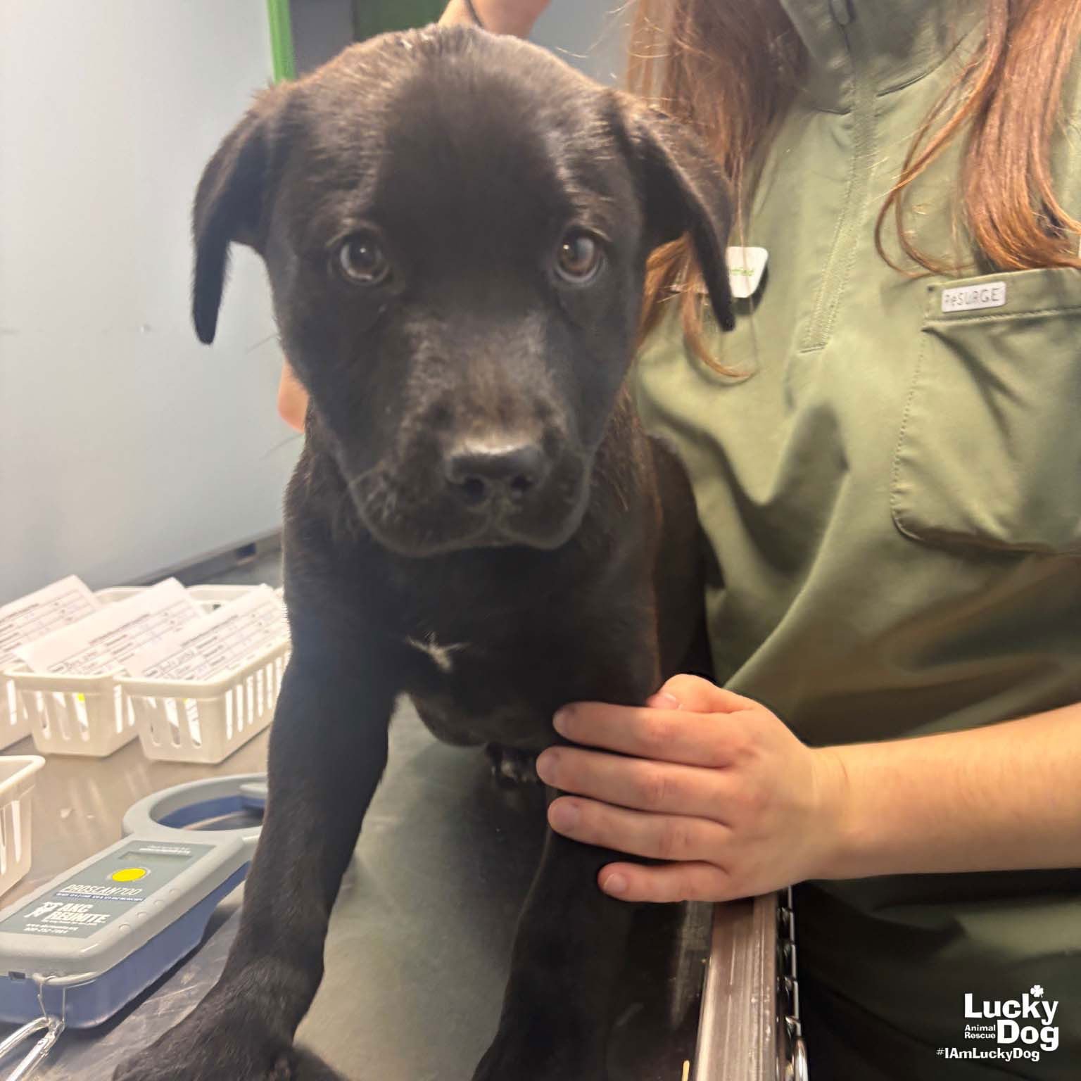 BROOKE - Retriever / Shepherd available for adoption