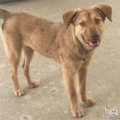SOFI - Shepherd / Labrador Retriever available for adoption