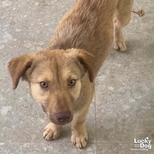 SOFI - Shepherd / Labrador Retriever available for adoption
