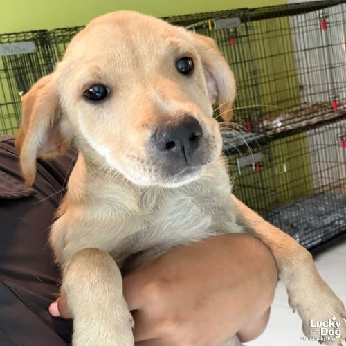 HAILEY - Labrador Retriever available for adoption