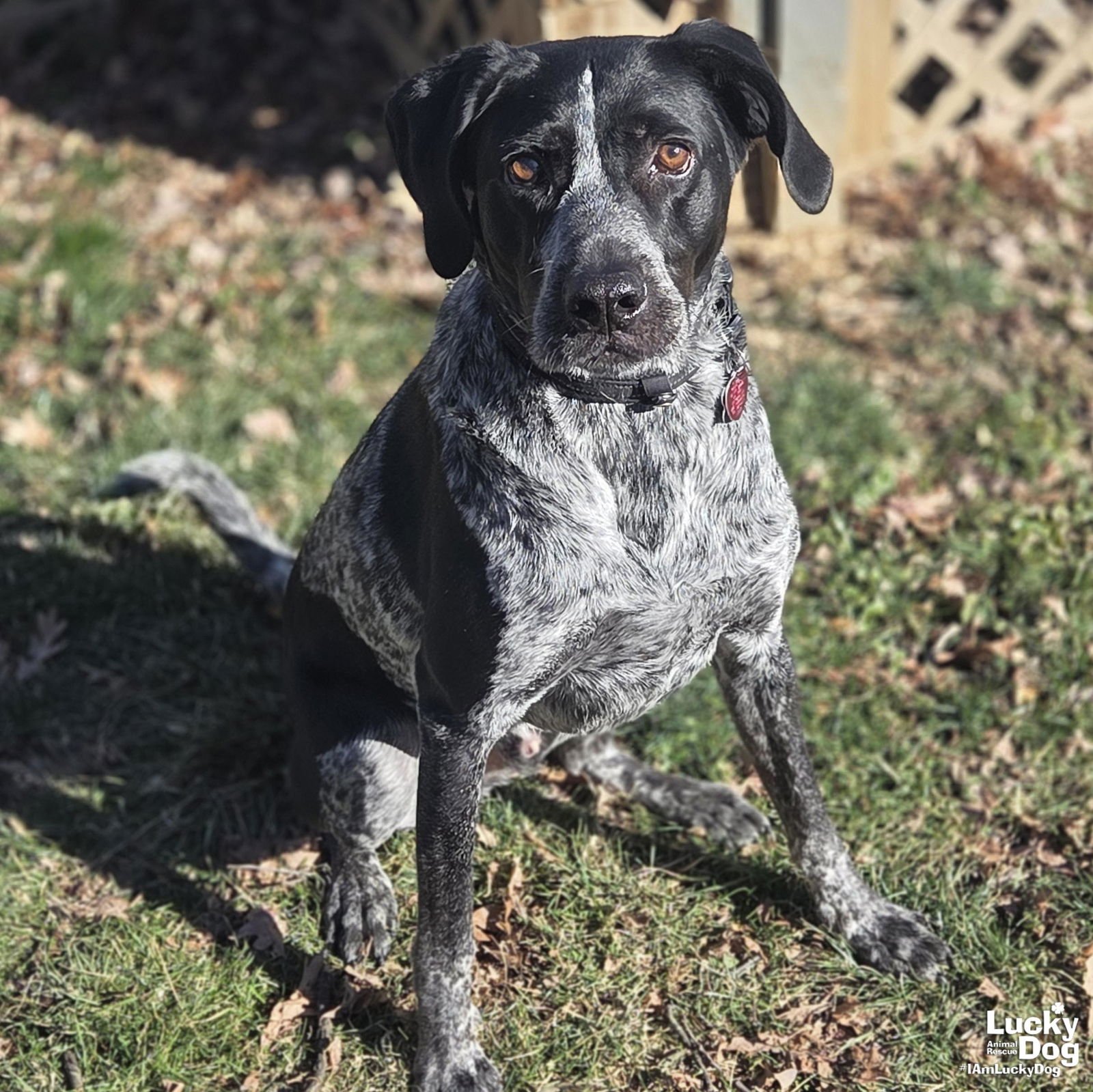 HT - Pointer available for adoption