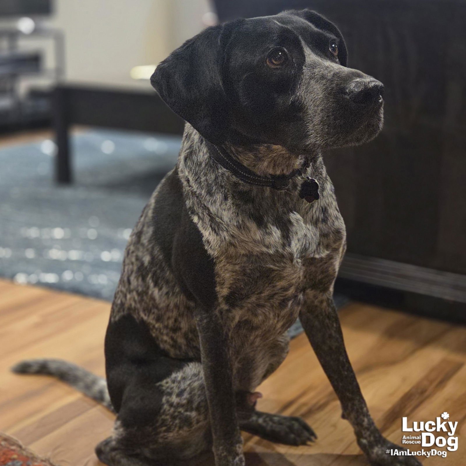 HT - Pointer available for adoption