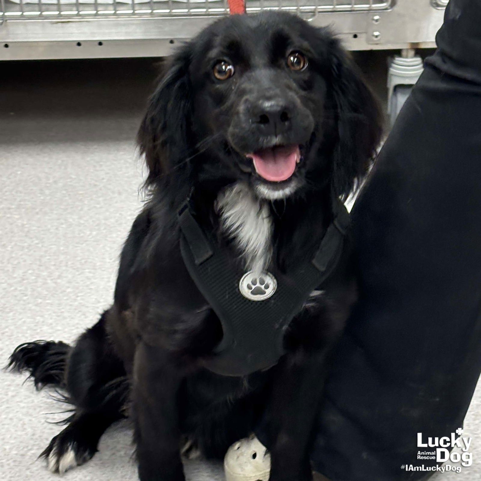 DIXIE - Spaniel available for adoption