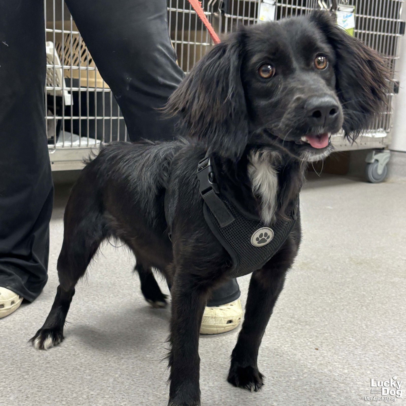 DIXIE - Spaniel available for adoption