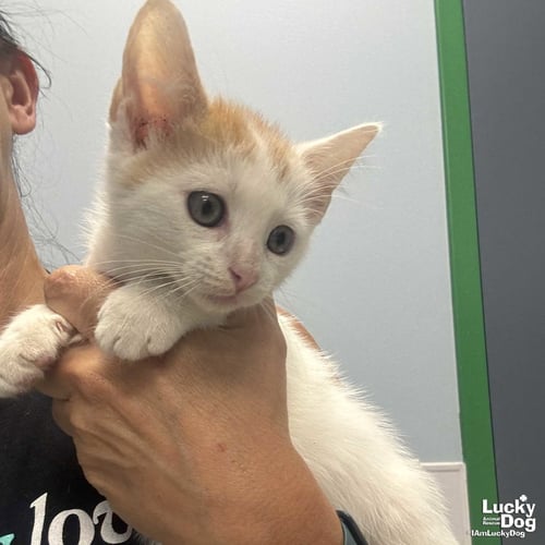 ATLAS - Domestic Short Hair available for adoption