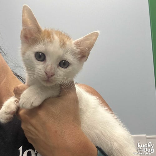 ATLAS - Domestic Short Hair available for adoption