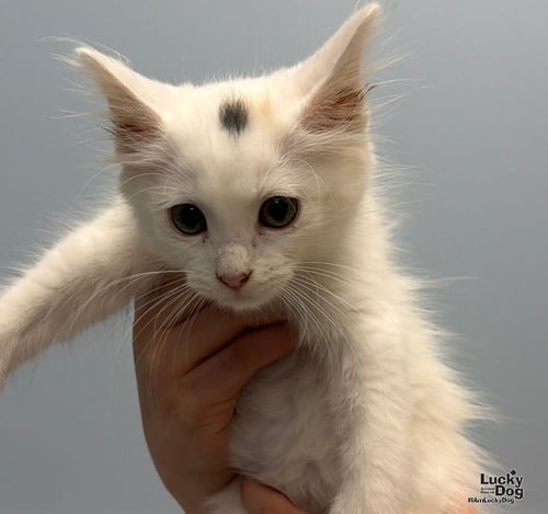 CLOUD - Domestic Short Hair available for adoption