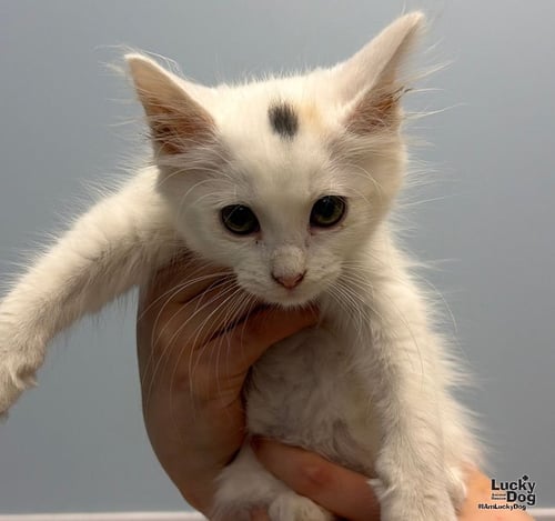 CLOUD - Domestic Short Hair available for adoption