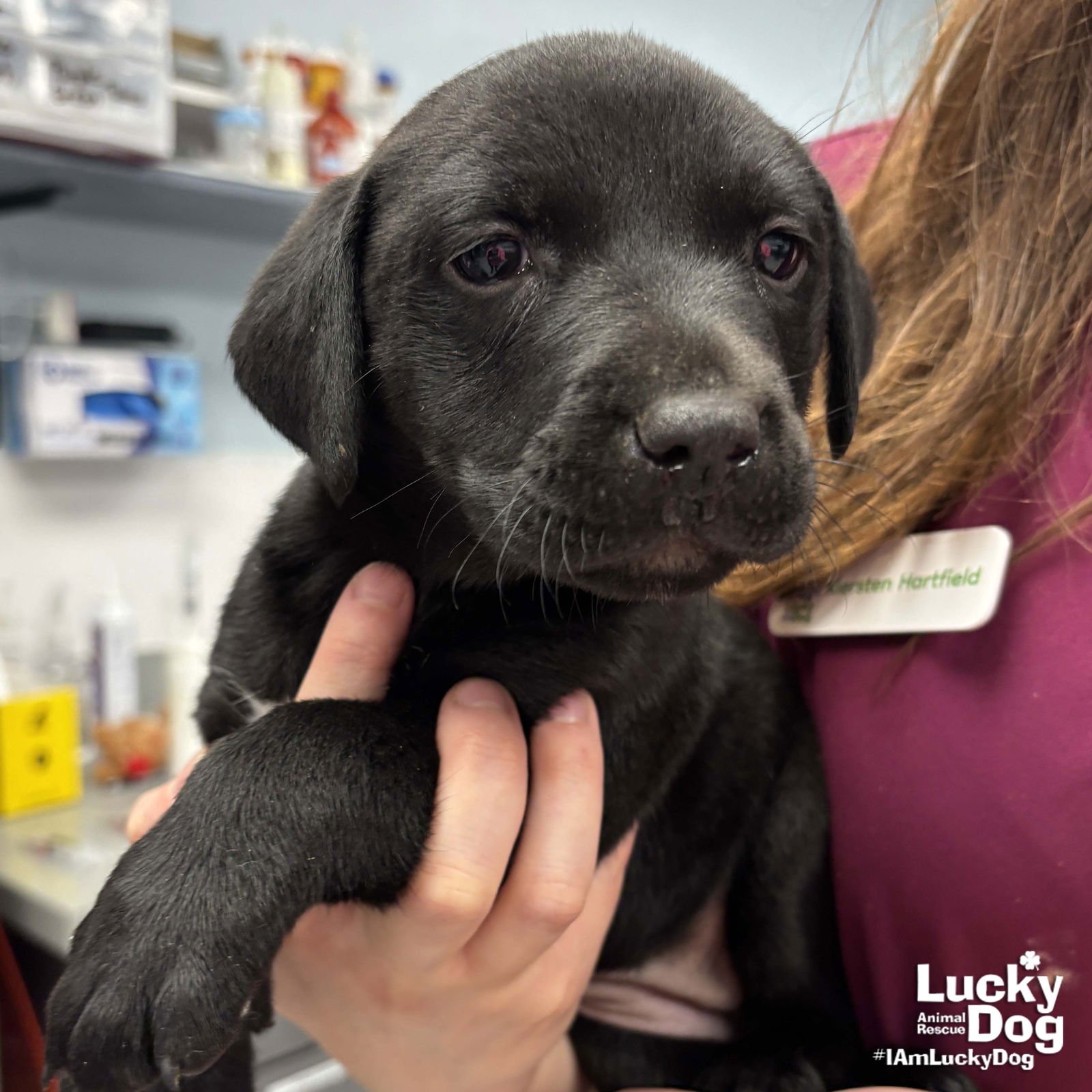 SANDIE - Labrador Retriever / Shepherd available for adoption
