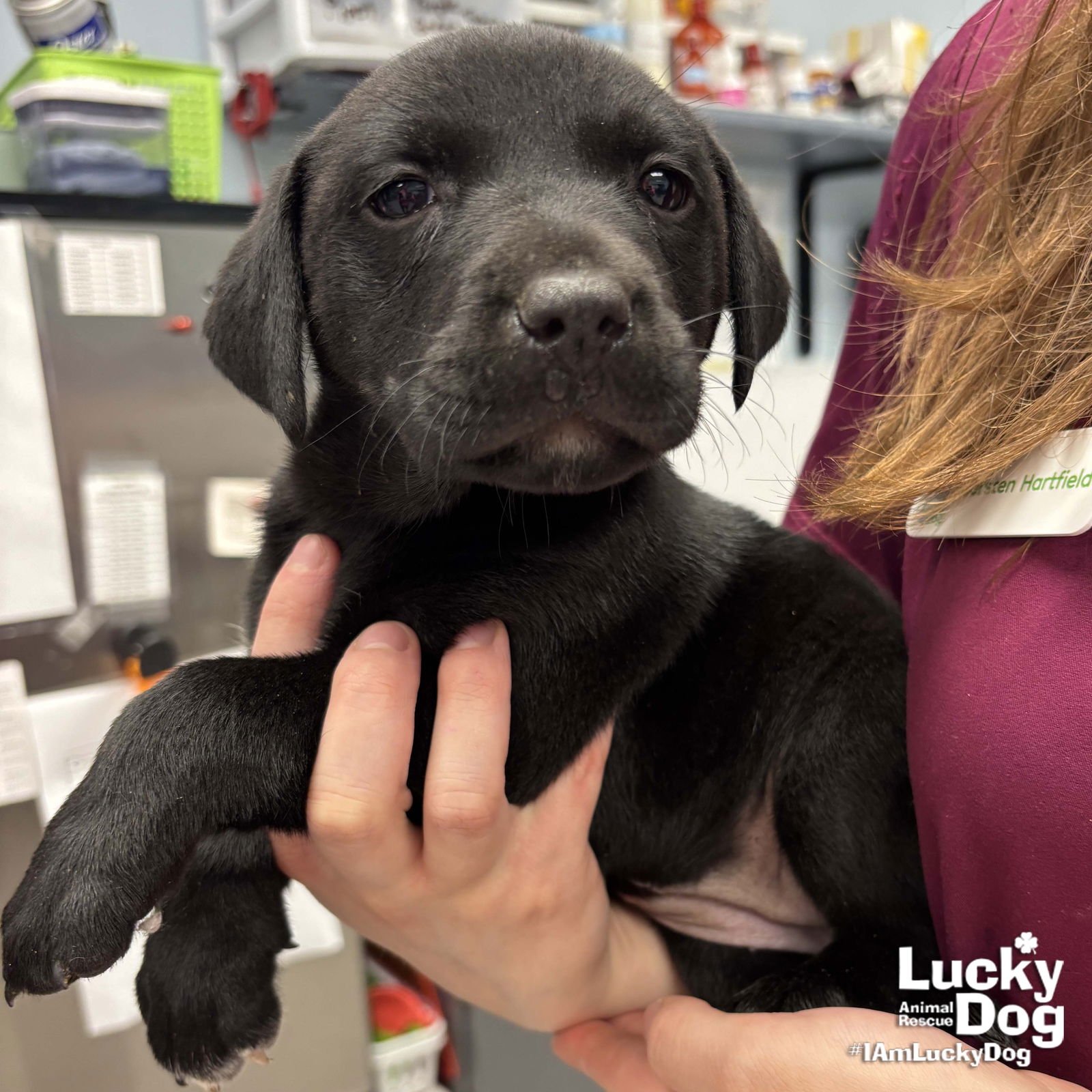 SANDIE - Labrador Retriever / Shepherd available for adoption
