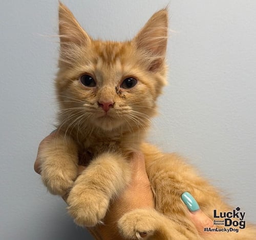 BLOSSOM - Domestic Long Hair available for adoption
