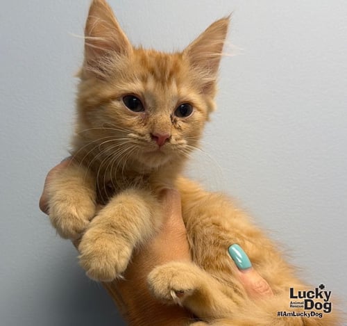 BLOSSOM - Domestic Long Hair available for adoption