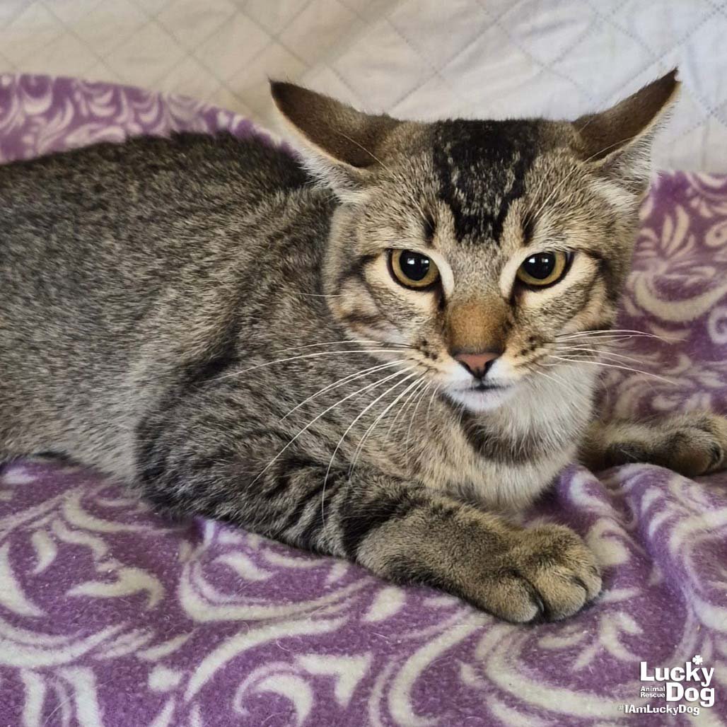 RICKY - Domestic Short Hair available for adoption