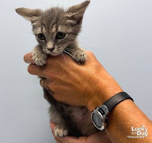 ARIEL - Domestic Short Hair available for adoption