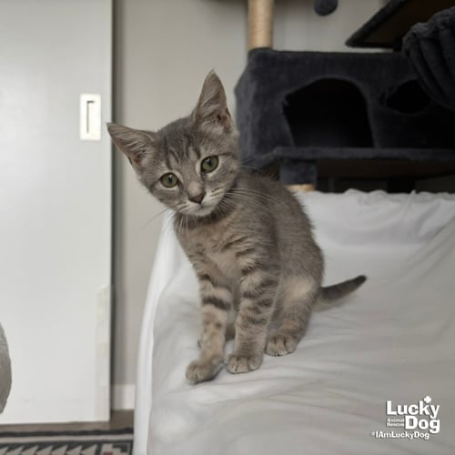 ARIEL - Domestic Short Hair available for adoption