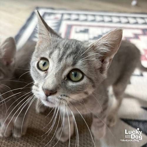 ARIEL - Domestic Short Hair available for adoption
