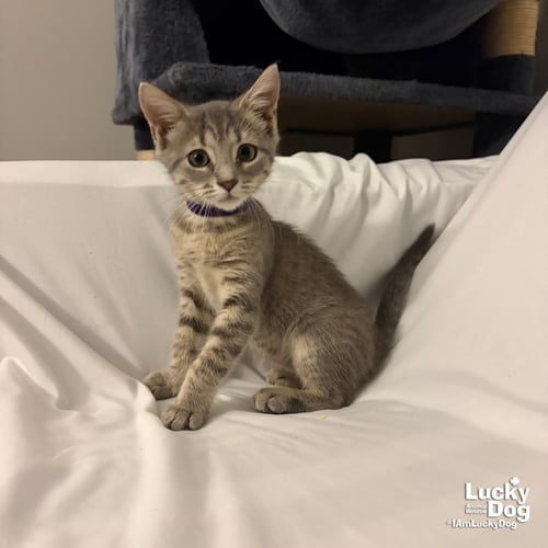 ARIEL - Domestic Short Hair available for adoption
