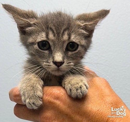 ARIEL - Domestic Short Hair available for adoption