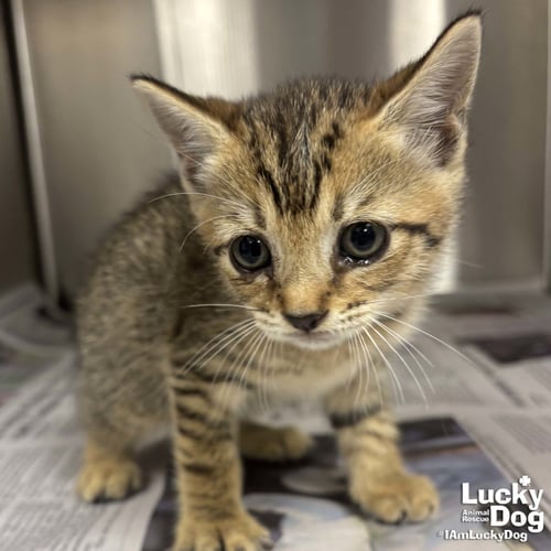 DABBLE - Domestic Short Hair available for adoption