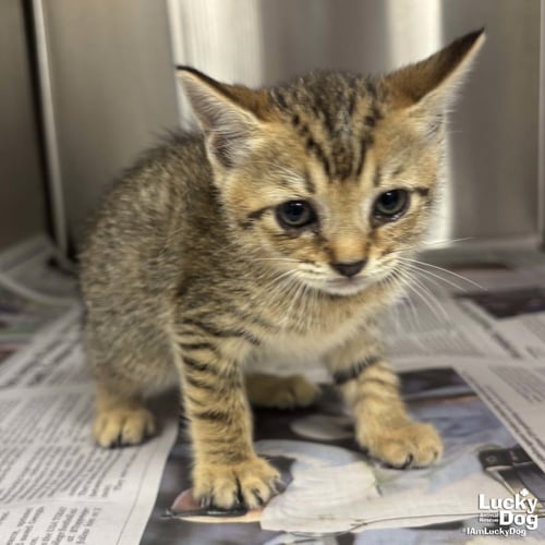 DABBLE - Domestic Short Hair available for adoption