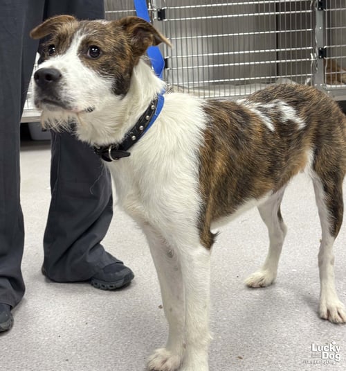 KRISTA - Wirehaired Fox Terrier available for adoption