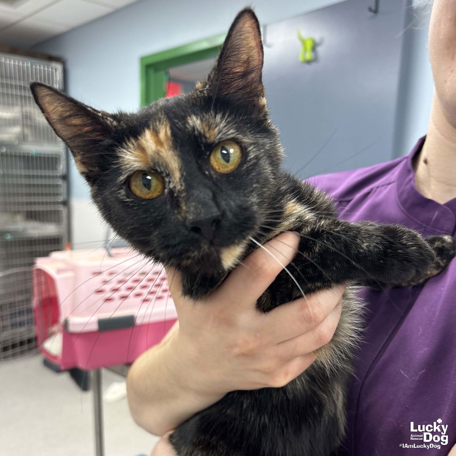 MALEFICENT - Domestic Short Hair available for adoption