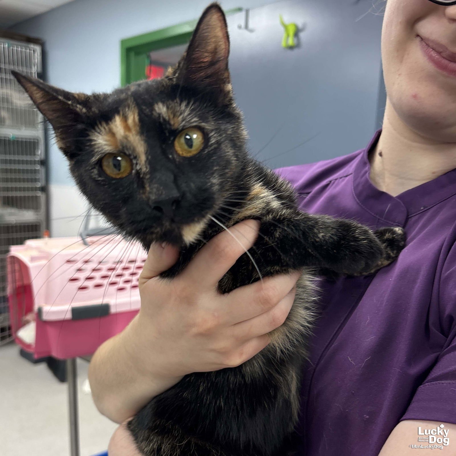 MALEFICENT - Domestic Short Hair available for adoption