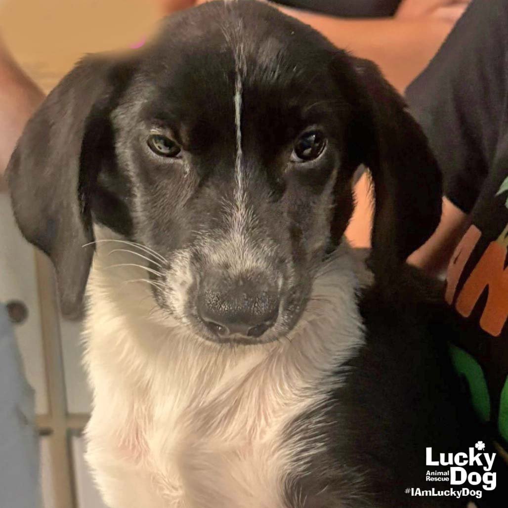 OAKLEY - Basset Hound available for adoption