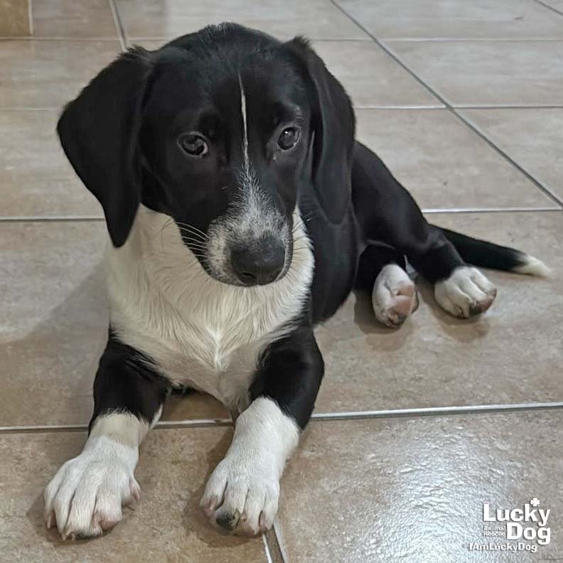 OAKLEY - Basset Hound available for adoption