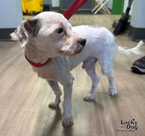 MILKSHAKE - Maltese available for adoption