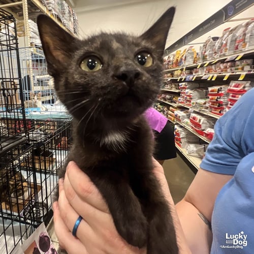 ONEIDA - Domestic Short Hair available for adoption