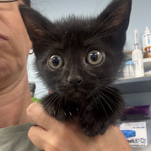 MARS - Domestic Short Hair available for adoption