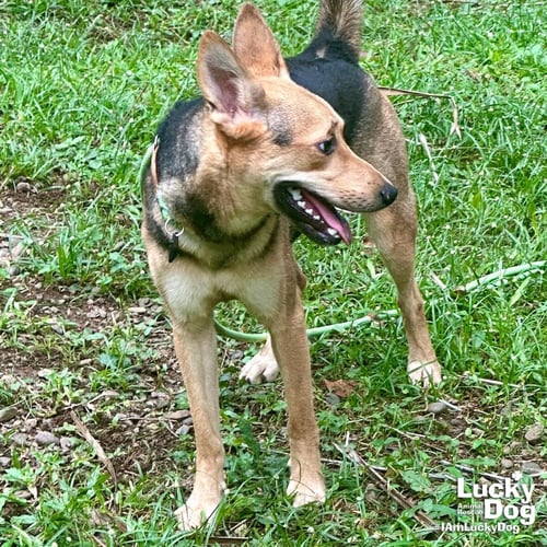 CANNOLI - Shepherd available for adoption