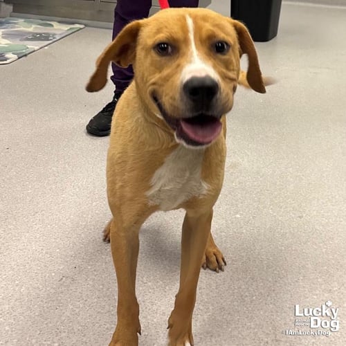 WOODY - Labrador Retriever available for adoption