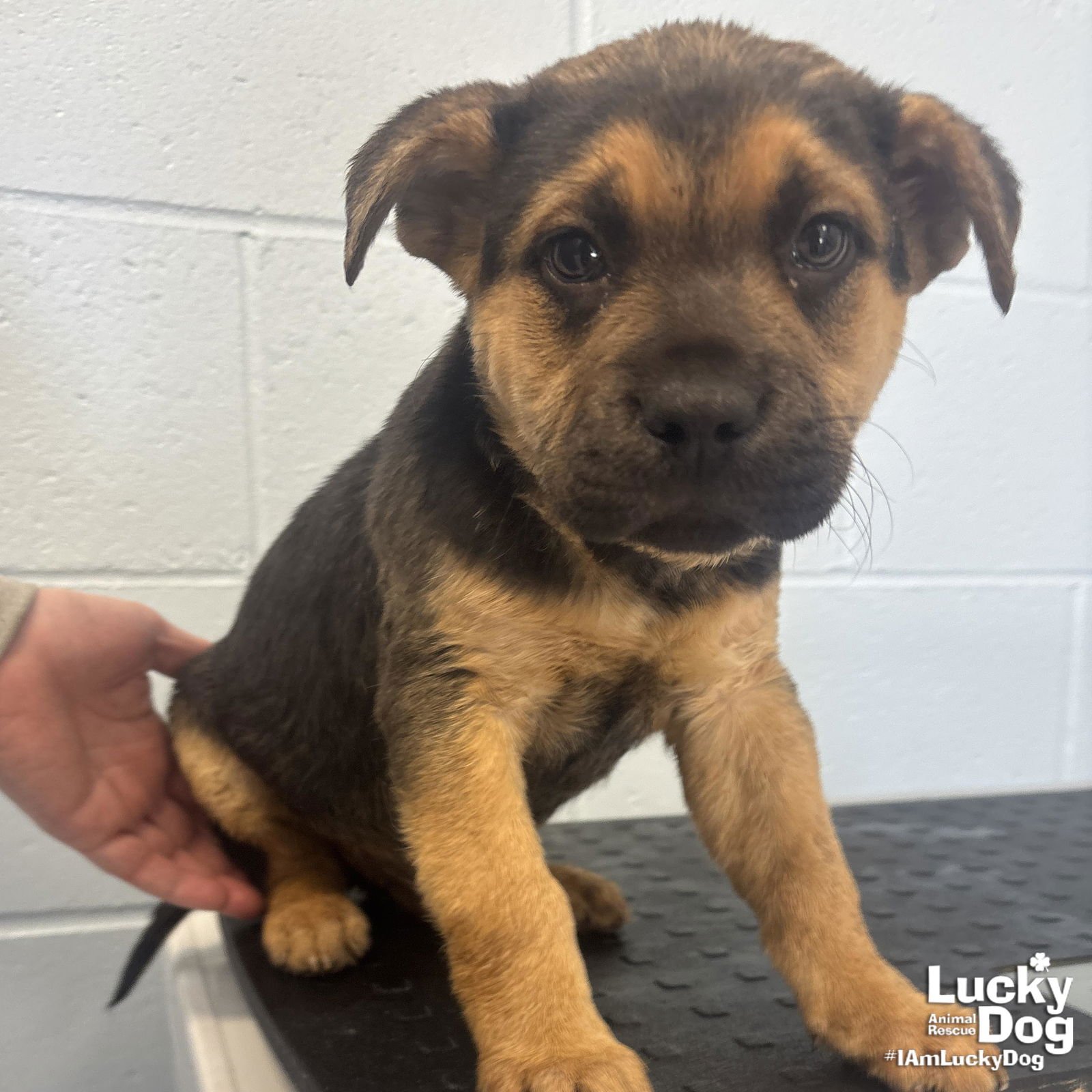 NISH - Shepherd available for adoption