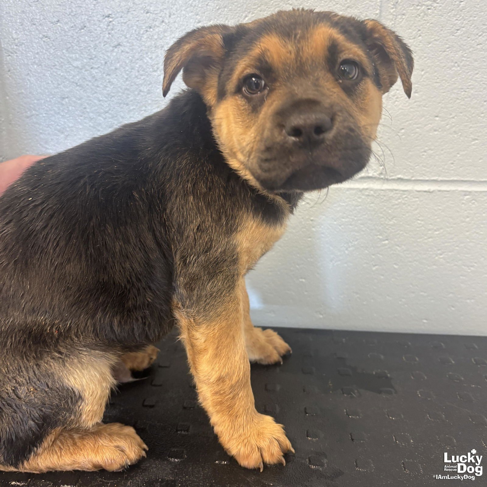 NISH - Shepherd available for adoption