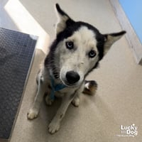 Azula - Photo 1