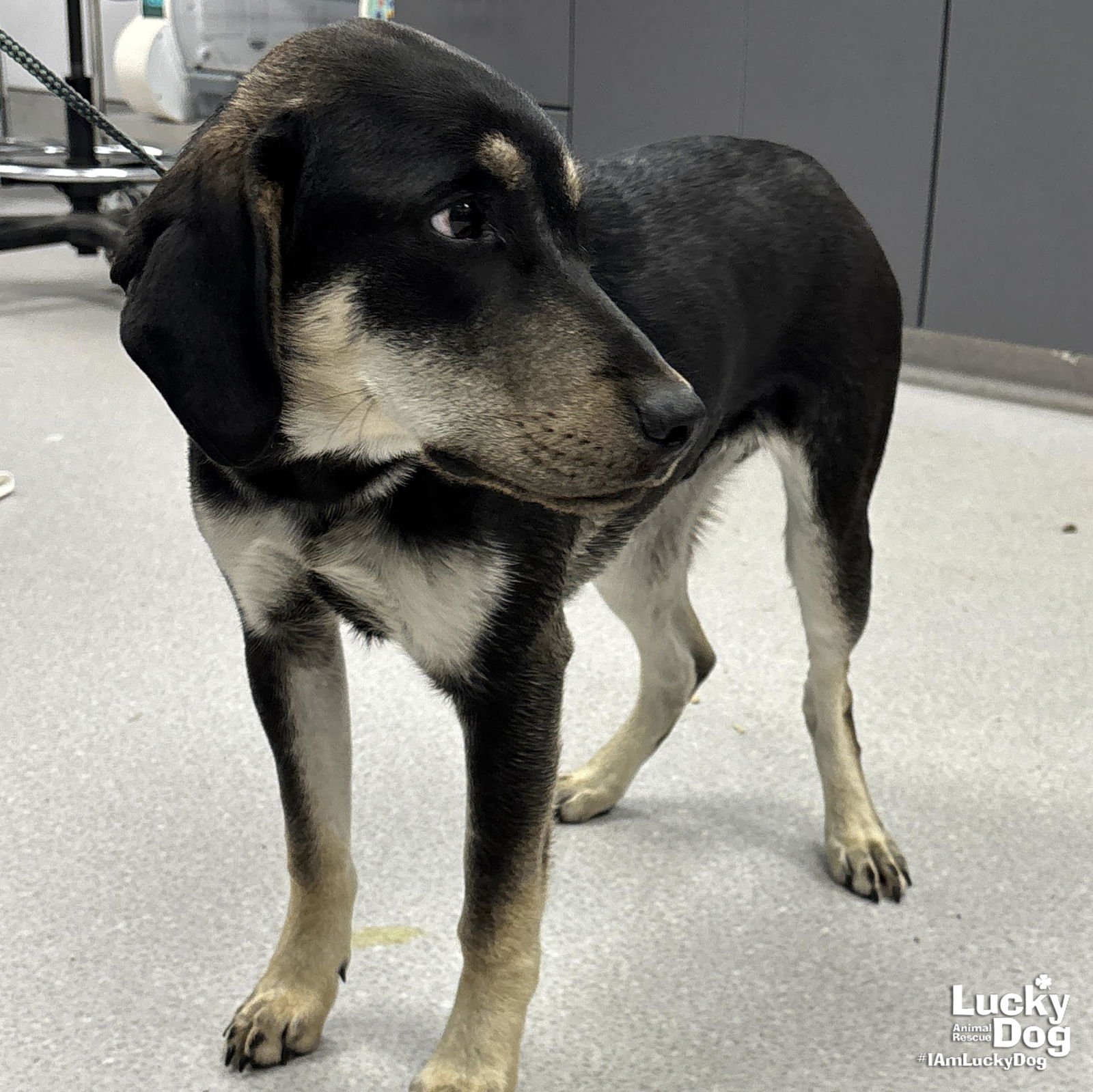 MR. COFFEE - Hound / Labrador Retriever available for adoption