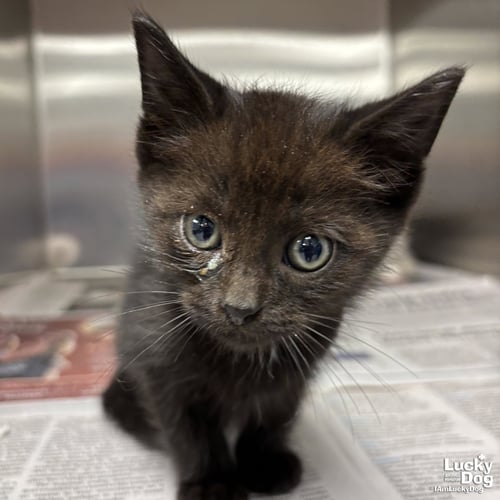 TODD - Domestic Short Hair available for adoption