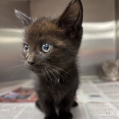 TODD - Domestic Short Hair available for adoption