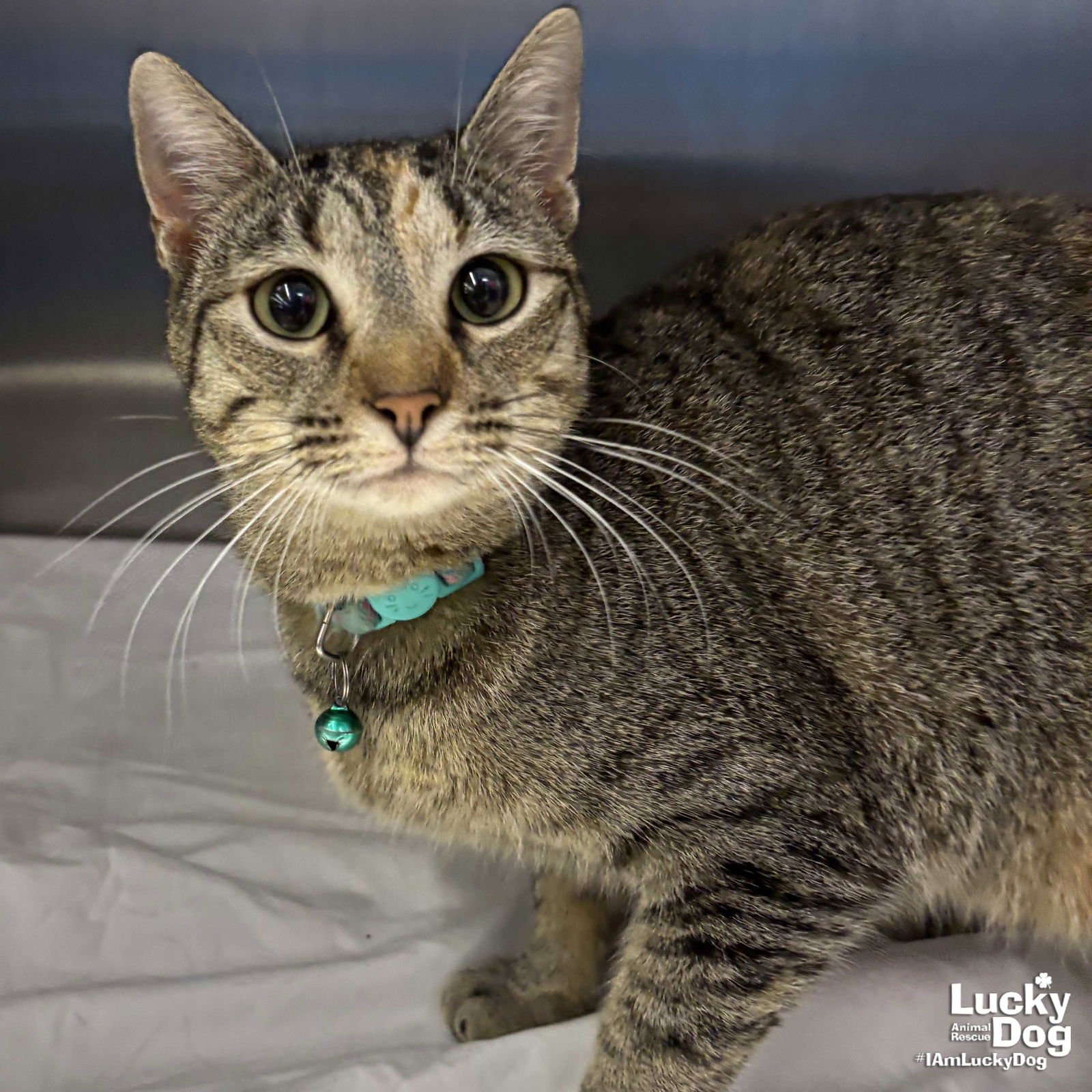 CALINA - Domestic Short Hair available for adoption