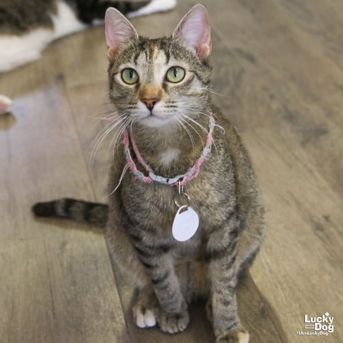 CALINA - Domestic Short Hair available for adoption