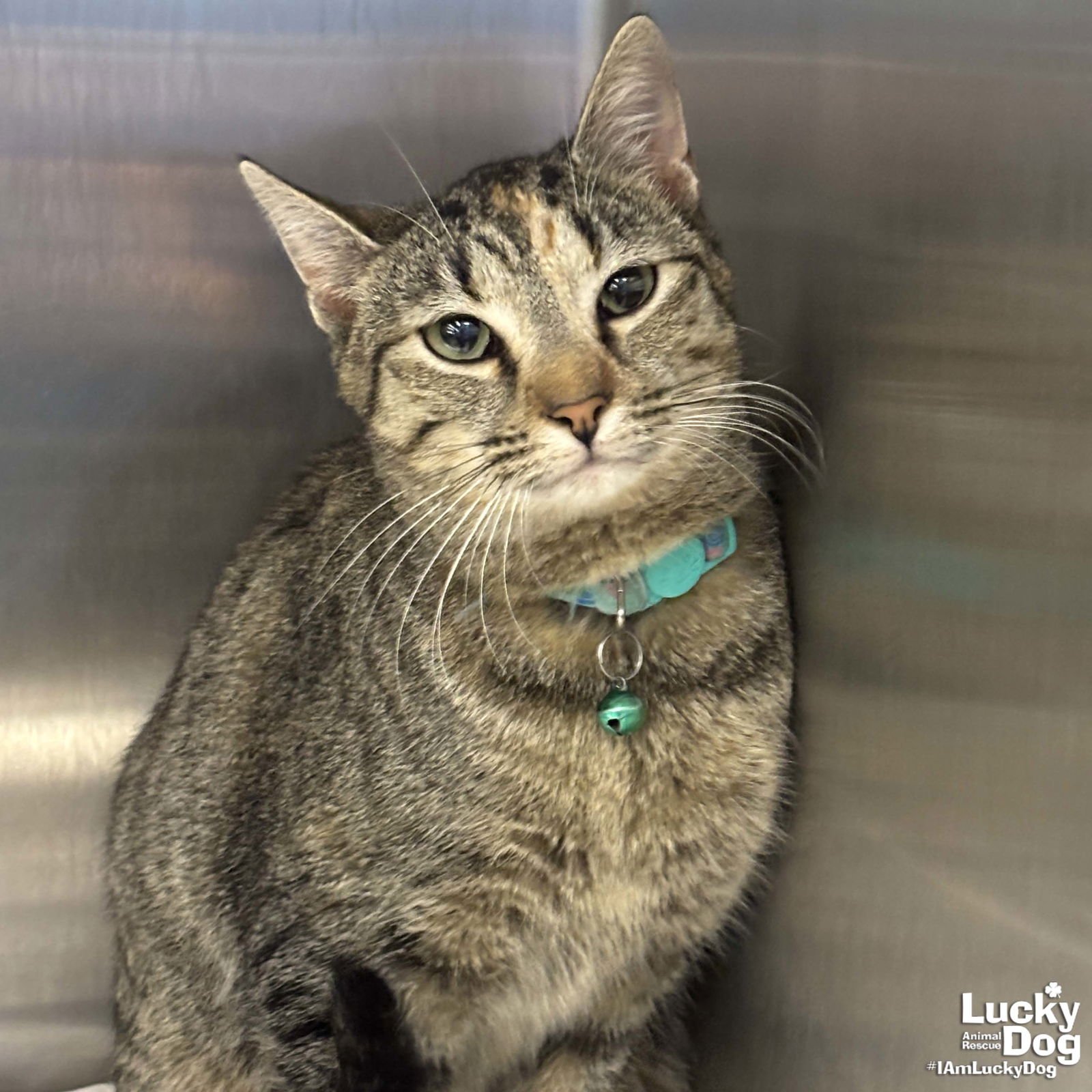 CALINA - Domestic Short Hair available for adoption