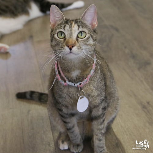 CALINA - Domestic Short Hair available for adoption