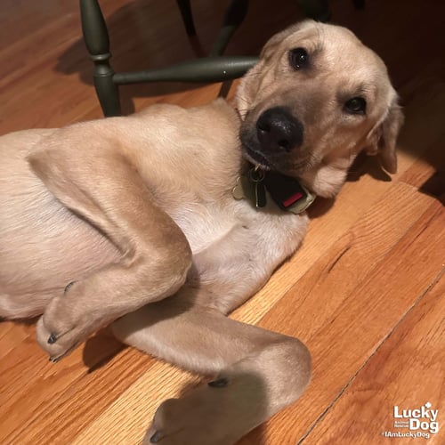 BADEM - Labrador Retriever available for adoption