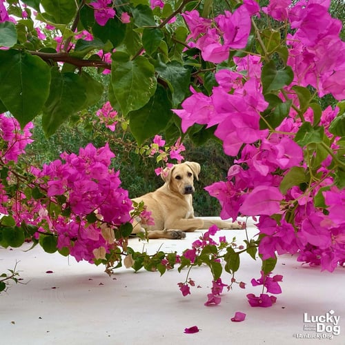 BADEM - Labrador Retriever available for adoption
