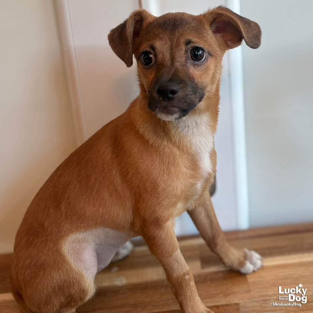 PATTY - Chihuahua available for adoption